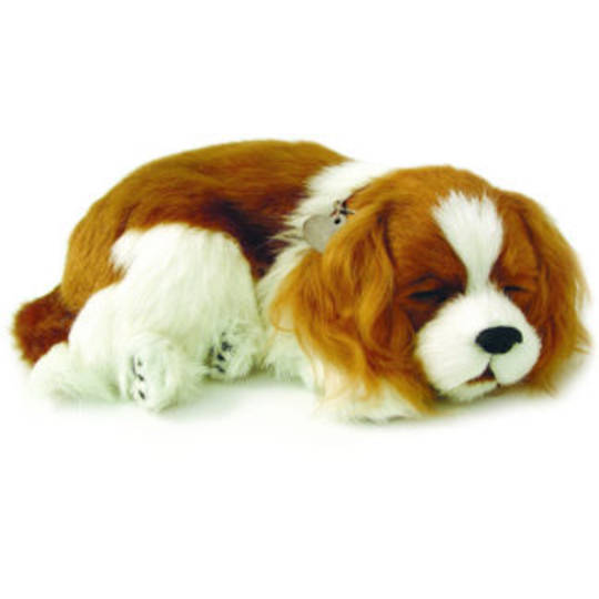Perfect Petzzz – Cavalier King Charles